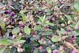 Loại quả xưa chín rụng đầy gốc, nay thành đặc sản nổi tiếng tốt cho sức khỏe, trồng một lần thu hoạch nhiều năm