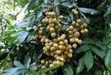 Loại quả đặc sản có ở Hưng Yên giá 300.000 đồng/kg, trồng một cây gia đình sung túc, thành vật báu gia truyền