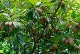 Loại quả đặc sản có ở Đồng Tháp, giá 70.000 đồng/kg, trồng một cây thu hoạch quanh năm, gia đạo êm ấm