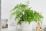10 cây cảnh là "con cưng" của Thần Tài, cả tháng quên tưới vẫn xanh tốt, trầu bà cũng phải xếp sau