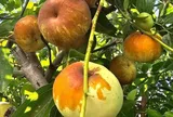 Loại quả lọt top tốt trên thế giới trồng thành công ở Việt Nam, là đặc sản nổi tiếng 200.000 đ/kg, tốt cho sức khỏe