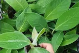 Loại quả đặc sản có ở Vĩnh Long giá 50.000 đồng/kg, trồng một lần thu hoạch nhiều năm, đặt sau nhà càng giúp tụ sinh khí