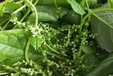 Món nhà nghèo xưa ăn đến chán ngán, nay thành đặc sản khoái khẩu được ưa chuộng giá 50.000 đ/kg, tốt cho sức khỏe