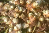 Món xưa "nhà nghèo" ăn đến chán ngán, nay thành đặc sản người thành phố ưa chuộng giá 60.000 đ/kg, tốt cho sức khoẻ