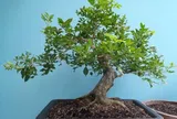 Trồng 10 chậu cây kim tiền cũng không bằng 2 cây thơm “giữ lộc” này, càng già càng đắt, nhiều nhà giữ làm "gia bảo"