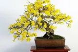 4 cây cảnh báu vật trấn trạch, càng già càng quý, sống cả trăm năm, giúp nhà thêm vượng khí