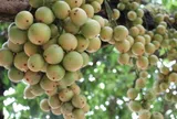 Loại quả dại nay thành đặc sản 45.000 đồng/kg, trồng một lần ăn cả đời, càng sai quả càng hút tài lộc