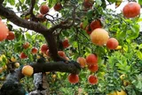Loại quả lọt top tốt trên thế giới, ở Việt Nam giá rẻ bất ngờ, thành đặc sản được ưa chuộng tốt cho sức khỏe