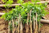 Loại rau chỉ trồng một lần ăn cả đời, sắt gấp 7 lần thịt bò, vừa mát vừa ngọt như hạt nêm trẻ thích mê