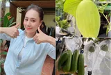 Niềm vui sướng của Hồ Bích Trâm với khu vườn sân thượng, nhìn dàn dưa lưới mà đã mắt