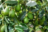 Loại quả lọt top tốt trên thế giới có ở Đắk Lắk, là đặc sản nổi tiếng giá 80.000 đồng/kg, trồng trong nhà còn hút lộc