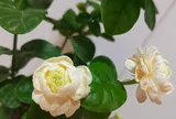Tại sao ngày càng nhiều người từ chối trồng hoa nhài? Loại hoa này được ưa chuộng hơn vì thơm như nước hoa lại dễ trồng