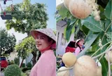 Việt Trinh nhờ xe cẩu tới thu hoạch nhãn trong biệt thự nhà vườn 3.000m2, thích mê khi cây trái được mùa