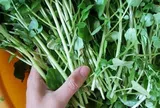 Loại rau "đại bổ" trồng một lần ăn 10 năm, có chứa nhiều omega-3 rất tốt cho trẻ