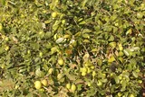 Loại quả lọt top tốt trên thế giới chỉ có ở Hải Phòng, giá 100.000 đồng/kg, càng sai quả tài lộc càng vượng