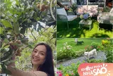 Cô gái "chân dài như Hà Hồ, hát như Mỹ Tâm" khoe vườn rộng đẹp thênh thang làm nhiều người mơ ước, trái trĩu cành