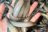 Đặc sản mỗi năm chỉ có một mùa, xưa dành cho "người nghèo" nay phơi khô bán 600.000 đ/kg, tốt cho sức khỏe