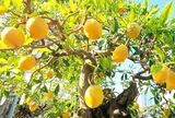 Loại quả xưa rụng đầy gốc không ai ăn, nay thành đặc sản giá 55.000 đồng/kg, trồng một cây như chôn vàng trong sân