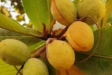 Loại quả xưa chín rụng đầy nay thành đặc sản giá 500.000 đ/kg, trồng một lần thu hoạch nhiều năm, tốt cho sức khỏe