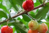 Loại quả xưa chín rụng đầy nay thành đặc sản giá 80.000 đ/kg, trồng một lần thu hoạch nhiều năm, tốt cho sức khỏe