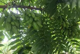 Loại quả xưa chín rụng đầy nay thành đặc sản giá 150.000 đ/kg, trồng một lần thu hoạch nhiều năm, tốt cho sức khỏe