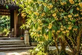 Có nên trồng cây mộc hương trước nhà? Người mệnh này trồng một cây làm đâu thắng đó, tài lộc tấn tới