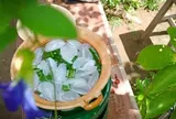 Loại quả xưa chín rụng đầy nay thành đặc sản giá 200.000 đ/kg, trồng một lần thu hoạch nhiều năm, tốt cho sức khỏe