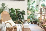 10 cây cảnh là "khắc tinh" của muỗi, kiến, gián, trồng một chậu nhà đẹp, côn trùng tự động tránh xa