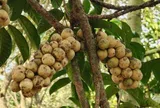 Loại quả xưa chín rụng đầy nay thành đặc sản giá 90.000 đ/kg, trồng một lần thu hoạch nhiều năm, tốt cho sức khỏe