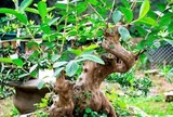 Loại quả đặc sản có ở Quảng Ninh giá 35.000 đồng/kg, trồng một lần ăn nhiều năm, vào chậu làm bonsai giúp chiêu tài