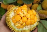 Loại quả xưa chín rụng đầy nay thành đặc sản giá 60.000 đ/kg, trồng một lần thu hoạch nhiều năm, tốt cho sức khỏe