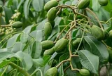 Loại quả đặc sản có ở TP.HCM giá 85.000 đồng/kg, trồng một lần ăn nhiều năm, vào chậu làm bonsai còn hút lộc