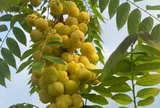 Loại quả xưa chín rụng đầy gốc nay thành đặc sản giá 180.000 đ/kg, trồng một lần thu hoạch nhiều năm, tốt cho sức khỏe