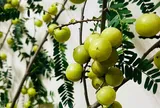 Loại quả xưa chín rụng đầy nay thành đặc sản giá 80.000 đ/kg, trồng một lần thu hoạch nhiều năm, tốt cho sức khỏe