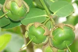 Loại quả xưa chín rụng đầy nay thành đặc sản giá 150.000 đ/kg, trồng một lần thu hoạch nhiều năm, tốt cho sức khỏe