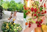 Nữ ca sĩ là Phó chủ tịch tập đoàn nhưng thích làm "nông dân", trồng giống quả độc lạ có giá đến 30-40 triệu/cây