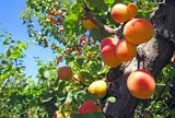 Loại quả xưa chín rụng đầy nay thành đặc sản giá 70.000 đ/kg, trồng một lần thu hoạch nhiều năm, tốt cho sức khỏe