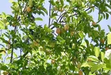 Loại quả xưa không ai ăn nay thành đặc sản giá 250.000 đồng/kg, tháng 7 âm lịch trồng trước nhà giúp chiêu tài, sung túc