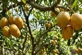 Loại quả mọc bờ rào xưa chín rụng đầy nay thành đặc sản giá 70.000 đ/kg, trồng một lần thu hoạch nhiều năm, tốt cho sức khỏe