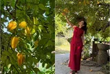 Cây khế sai trĩu trịt nhà NSND Xuân Bắc, nam nghệ sĩ nói công dụng mọi người đều phì cười