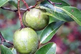 Loại quả xưa chín rụng đầy nay thành đặc sản giá 150.000 đ/kg, trồng một lần thu hoạch nhiều năm, tốt cho sức khỏe