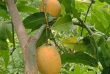Loại quả xưa chín rụng đầy nay thành đặc sản giá 40.000 đ/kg, trồng một lần thu hoạch nhiều năm, tốt cho sức khỏe