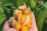 Loại quả mọc bờ rào xưa chín rụng đầy nay bán 250.000 đ/kg, thành đặc sản tốt cho sức khỏe, trồng một lần thu hoạch nhiều năm