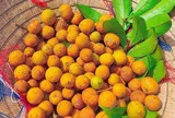 Loại quả xưa chín rụng đầy gốc nay bán 140.000 đ/kg, thành đặc sản tốt cho sức khỏe, trồng một lần thu hoạch nhiều năm