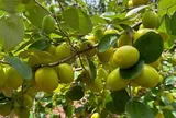 Loại quả mọc bờ rào xưa chín rụng đầy nay bán 70.000 đ/kg, thành đặc sản tốt cho sức khỏe, trồng một lần thu hoạch nhiều năm