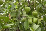 Loại quả dại xưa rụng đầy gốc giờ thành đặc sản giá 55.000 đồng/kg, lên chậu làm bonsai giúp đón lộc vào nhà