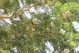 Loại quả mọc bờ rào xưa chín rụng đầy nay bán 90.000 đ/kg, thành đặc sản tốt cho sức khỏe, trồng một lần thu hoạch nhiều năm