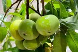 Loại quả mọc bờ rào xưa chín rụng đầy nay bán 100.000 đ/kg, thành đặc sản tốt cho sức khỏe, trồng một lần thu hoạch nhiều năm