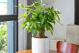 3 cây cảnh “gọi lộc” nên trồng vào tháng 7 cô hồn, trấn trạch giữ của, phúc khí vào nhà, tiền tài sinh sôi không ngừng