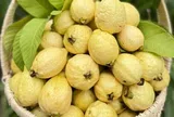 Loại quả mọc bờ rào xưa chín rụng đầy nay bán 60.000 đ/kg, thành đặc sản tốt cho sức khỏe, trồng một lần thu hoạch nhiều năm